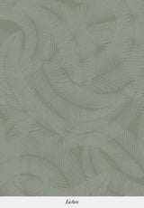 Plumes