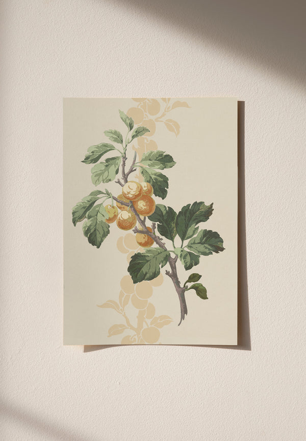 Prunus Sample