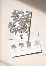 Arbustes Sample - OMBRE_ARBUSTES_ARBOUSIER_GRIS