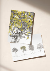 Arbustes Sample - OMBRE_ARBUSTES_MIMOSA_GRIS